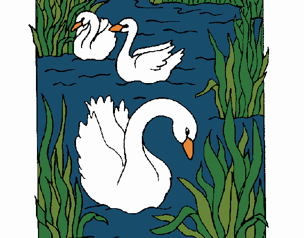 Desenho Cisnes pintado por Craudia