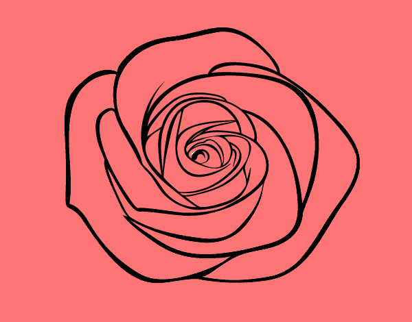 Flor de rosa
