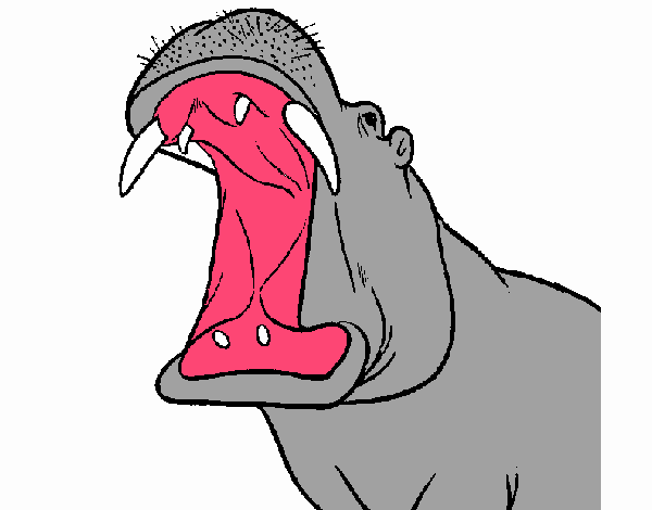 Desenho de Hipopótamo com a boca aberta para colorir - Tudodesenhos