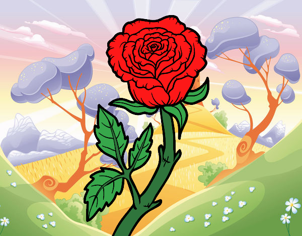 a rosa no campo florido