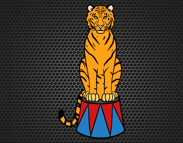 Desenho Tigre do circo pintado por LadyMcm
