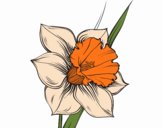 Desenho Flor de narciso pintado por lohmann