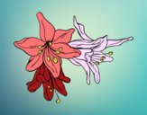 Desenho Flores do lilium pintado por lohmann