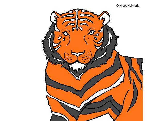 Desenho Tigre pintado por TUTHU