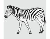 Desenho Zebra pintado por TUTHU