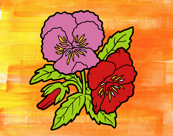 Desenho Flores de amor-perfeito pintado por rosalina