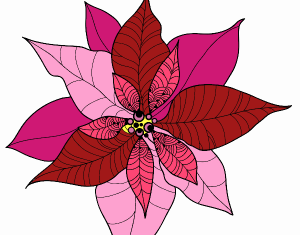 Desenho Flor de poinsétia pintado por nicknice