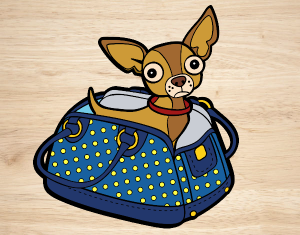 Desenho Chihuahua de viagem pintado por Craudia