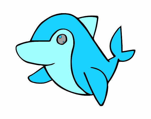 Golfinho-comum