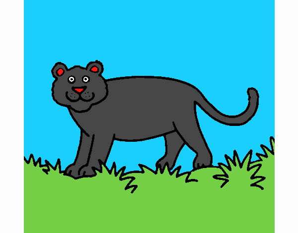 Panthera 