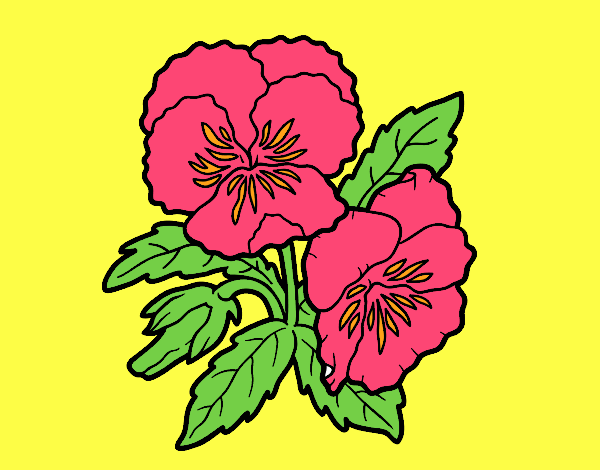 Desenho Flores de amor-perfeito pintado por teresasara