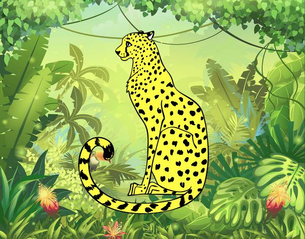 Leopardo da  floresda
