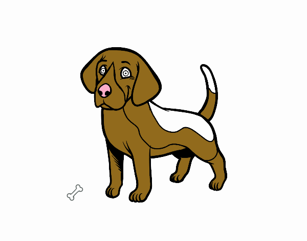 Cão Beagle