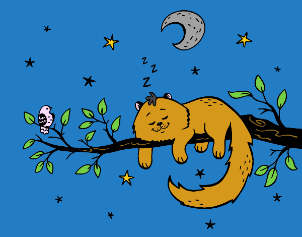 O gato ea luna