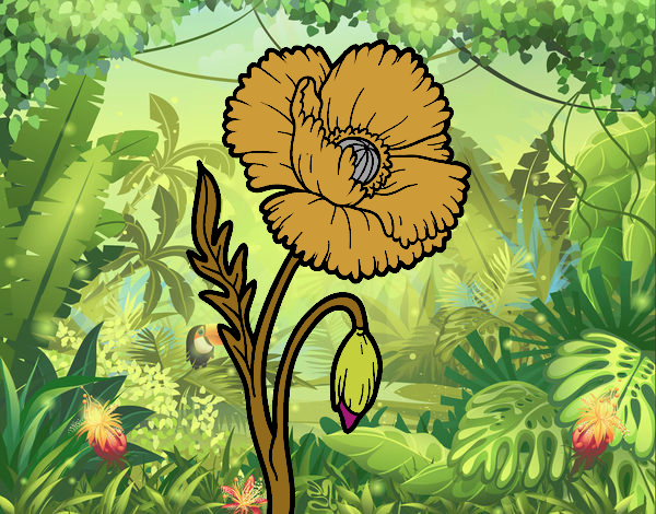 Uma flor de papoula