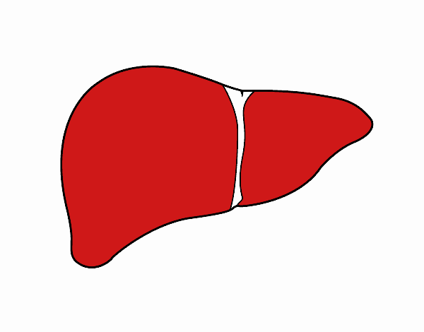 Fígado humano
