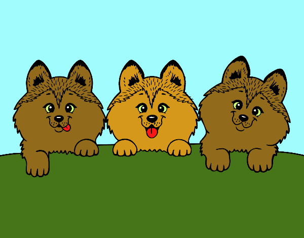 3 filhotes de cachorro