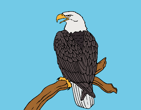 Desenho Águia num ramo pintado por Craudia
