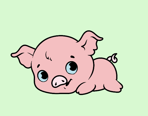 Baby piggy