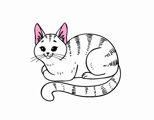 Desenho de Gato novo pintado e colorido por Usuário não registrado o dia 15  de Janeiro do 2019