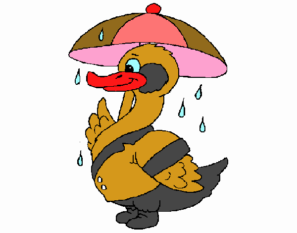 Pato sob a chuva