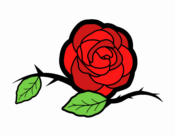 A rosa da alegria.