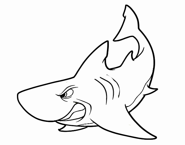 Tubarão furioso