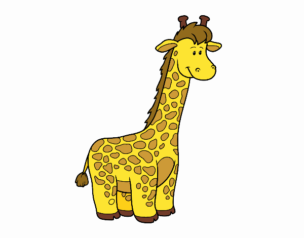 Um girafa Africano