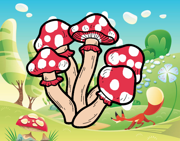 Cogumelos venenosos