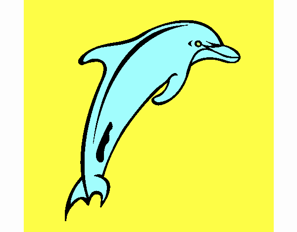 Adulto golfinho