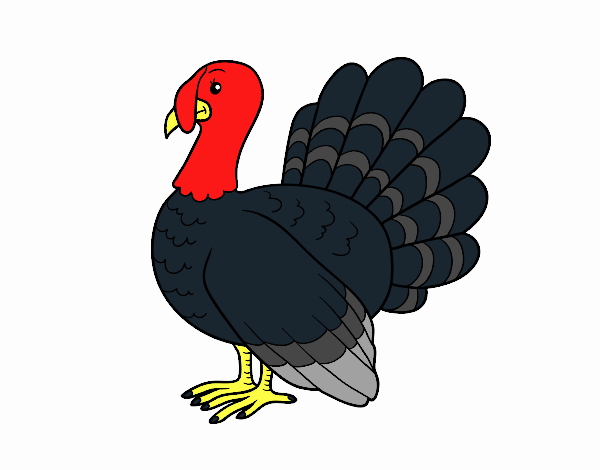 Turquia comum