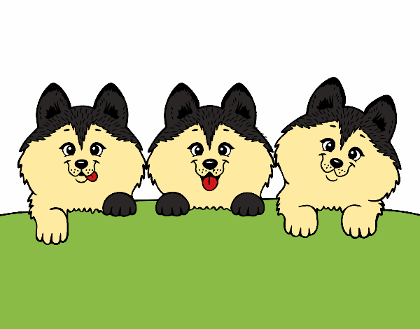 3 filhotes de cachorro