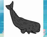 Baleia grande