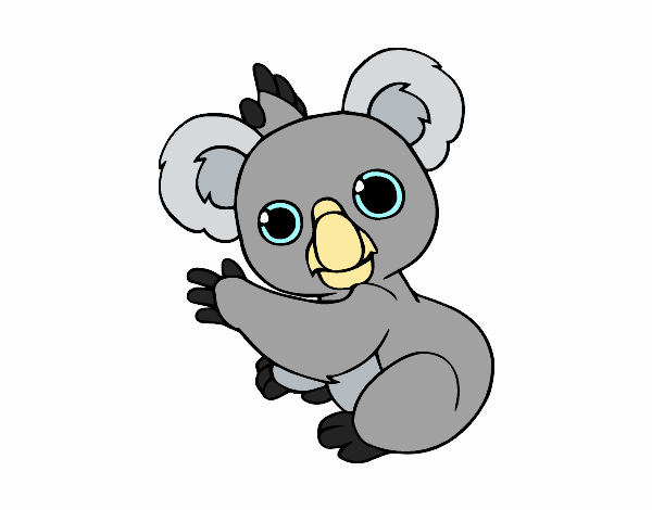 Um coala