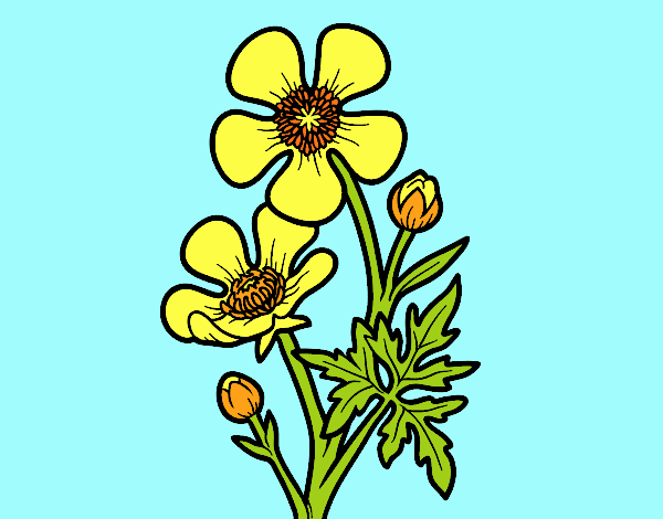 Flor ranunculus acris