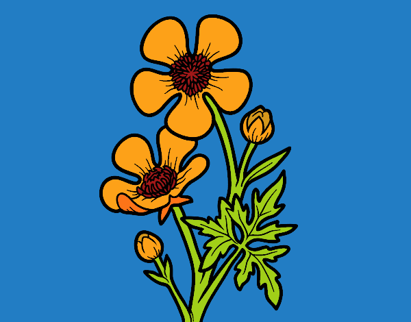 Flor ranunculus acris