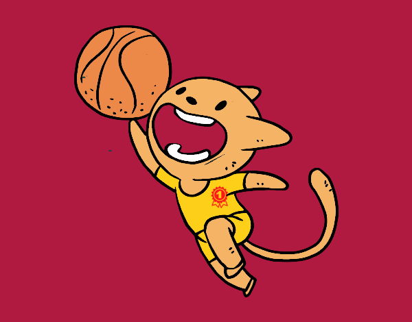 gato do basquete numero 1
