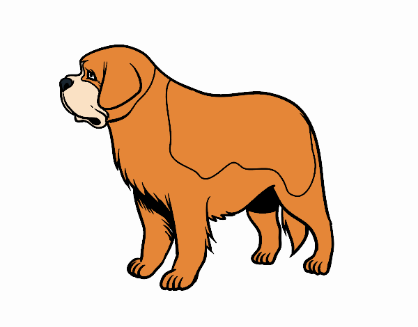 Cão São-bernardo