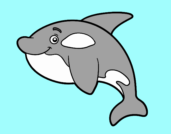 Orca jovem