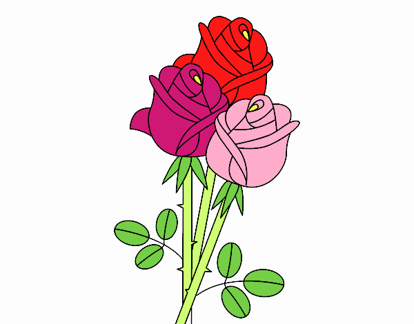 Um buquê de rosas