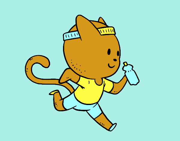 Gato runner