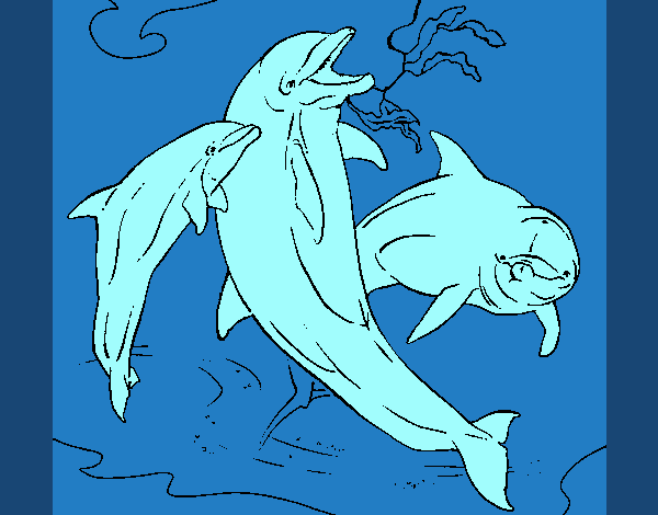 Golfinhos a brincar