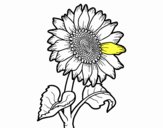 Flor de girassol