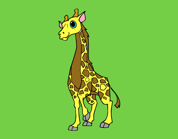Girafa feminino