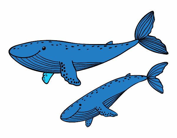 as baleias no mar 