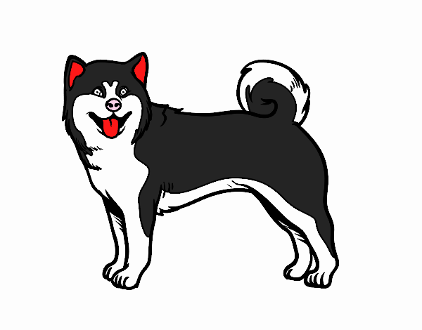 Cão Akita Inu