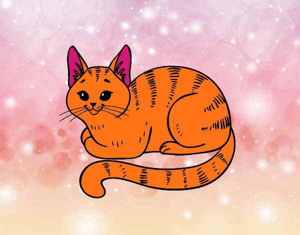 Desenho de Gato doméstico pintado e colorido por Kawaii o dia 27 de  Dezembro do 2016