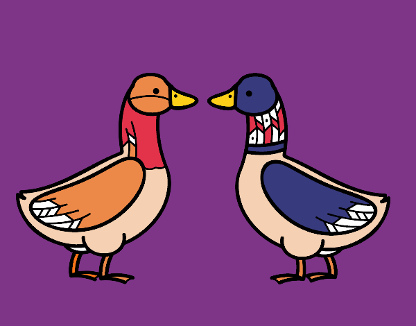 Pato fêmea e pato masculino