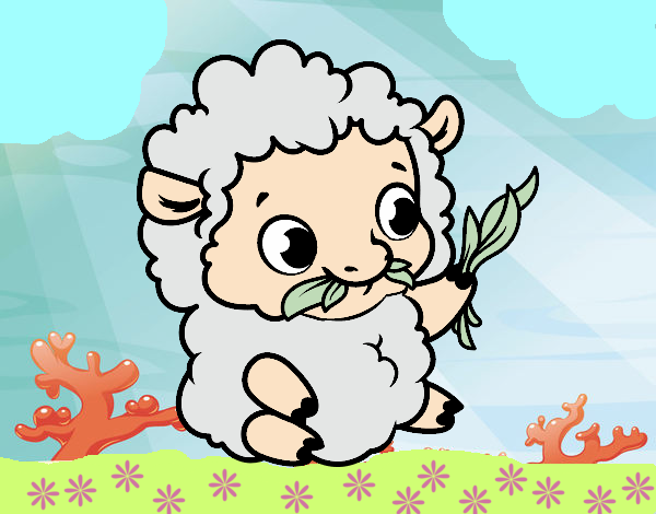ovelha bebe