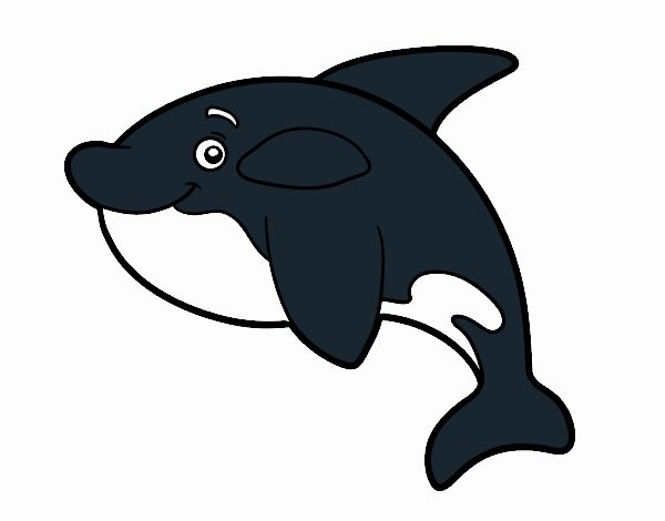 Orca jovem